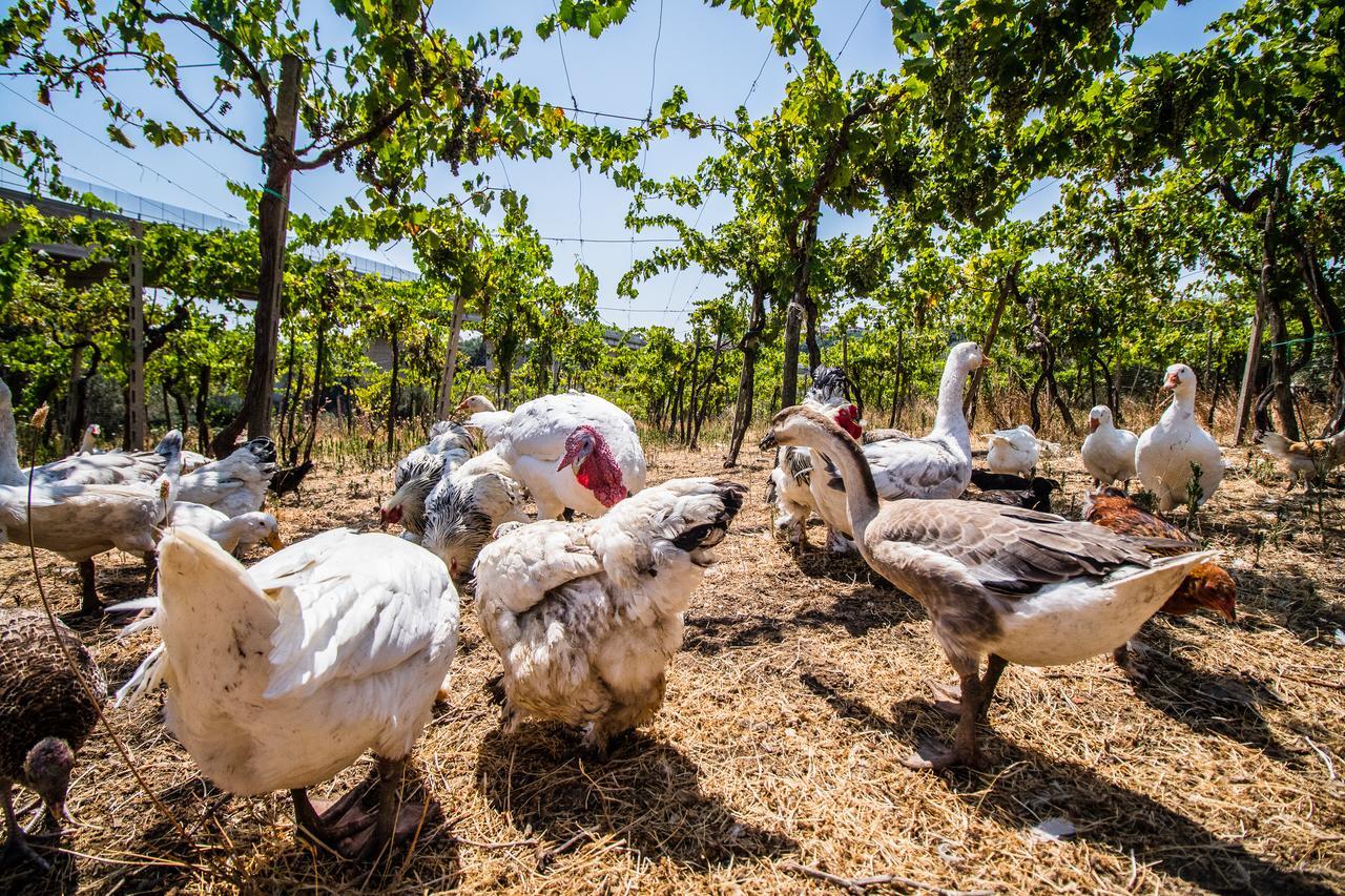 Il Gallo Con Gli Stivali Termoli Exterior photo
