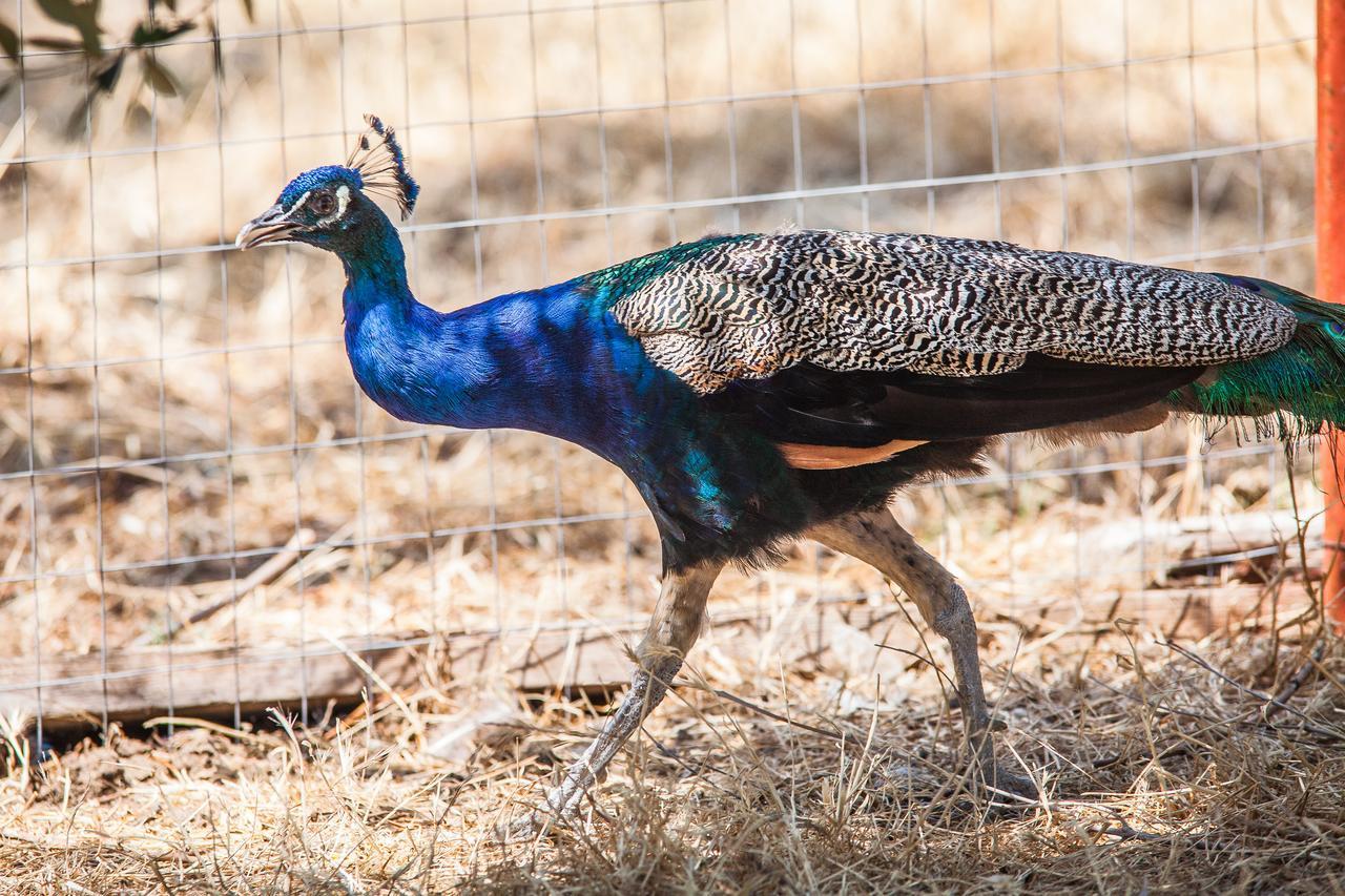 Il Gallo Con Gli Stivali Termoli Exterior photo